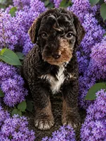 Mr Knightley from Jane Austen litter, a male Labradoodle and Australian Labradoodle for sale in Wrightwood, CA – 2 of 3