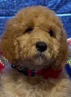 Gram Craker, a male Labradoodle for sale in Anaheim, CA – 5 of 8