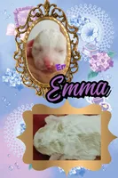 Emma from jane Austun litter, a female Labradoodle and Australian Labradoodle for sale in Wrightwood, CA – 2 of 6
