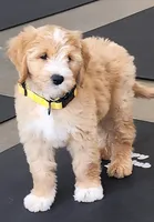 Taffy, a male Labradoodle for sale in Wrightwood, CA – 4 of 4