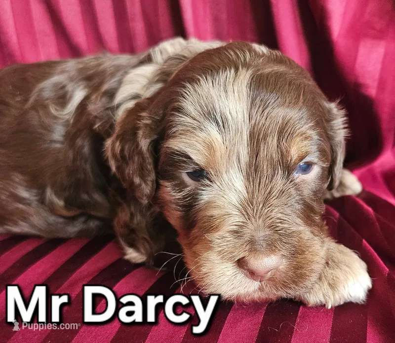 Mr DARCY from the Jane Austen litter – Labradoodle, Australian Labradoodle puppy for sale in Wrightwood, CA