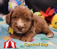 Carnival time, a male Labradoodle and Australian Labradoodle for sale in Wrightwood, CA – 2 of 6