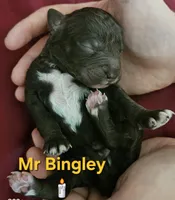 Mr Bingley from jane Austen litter, a male Labradoodle and Australian Labradoodle for sale in Wrightwood, CA – 2 of 4