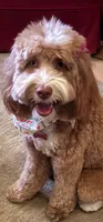 Coming JUNE 2026, a  Labradoodle and Australian Labradoodle for sale in Anaheim, CA – 6 of 10