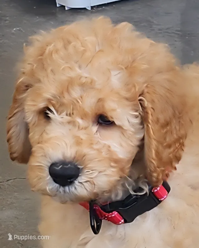 Gram Craker – Labradoodle puppy for sale in Anaheim, CA