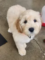 Wally walnut, a male Labradoodle and Australian Labradoodle for sale in Anaheim, CA – 4 of 4
