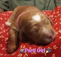 Party girl, a female Labradoodle and Australian Labradoodle for sale in Wrightwood, CA – 3 of 8