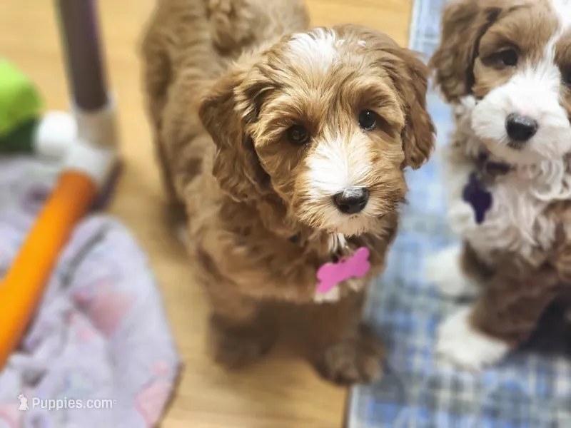 Party girl – Labradoodle, Australian Labradoodle puppy for sale in Wrightwood, CA