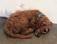 Honey Crisp, a male Labradoodle for sale in Wrightwood, CA – 5 of 7