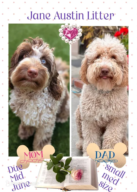 Coming JUNE 2026 – Labradoodle, Australian Labradoodle puppy for sale in Anaheim, CA