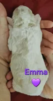Emma from jane Austun litter, a female Labradoodle and Australian Labradoodle for sale in Wrightwood, CA – 3 of 6