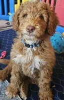 Coming JUNE 2026, a  Labradoodle and Australian Labradoodle for sale in Anaheim, CA – 2 of 10