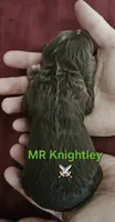 Mr Knightley from Jane Austen litter, a male Labradoodle and Australian Labradoodle for sale in Wrightwood, CA – 4 of 7