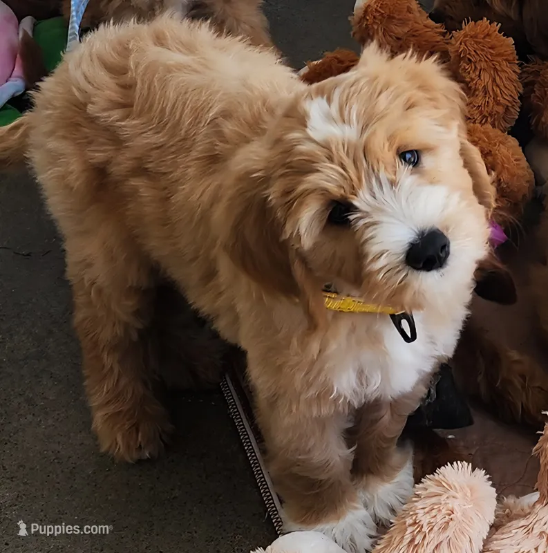 Taffy – Labradoodle puppy for sale in Wrightwood, CA