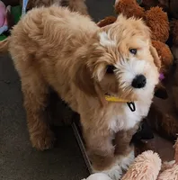 Taffy, a male Labradoodle for sale in Wrightwood, CA – 1 of 4