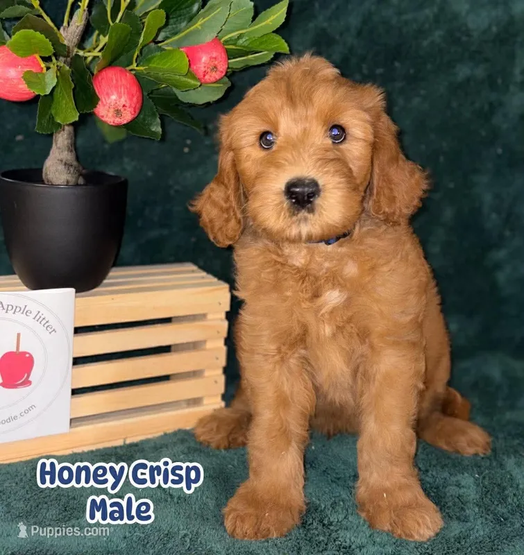 Honey Crisp – Labradoodle puppy for sale in Wrightwood, CA