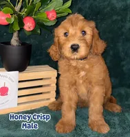 Honey Crisp, a male Labradoodle for sale in Wrightwood, CA – 1 of 7