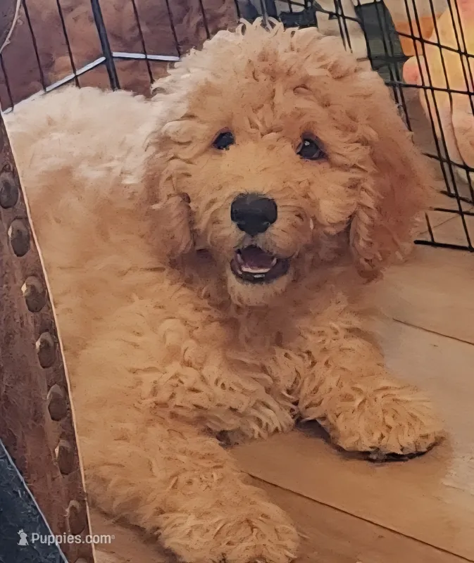 Gram Craker – Labradoodle, Australian Labradoodle puppy for sale in Anaheim, CA