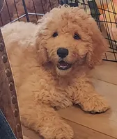 Gram Craker, a male Labradoodle and Australian Labradoodle for sale in Anaheim, CA – 1 of 10