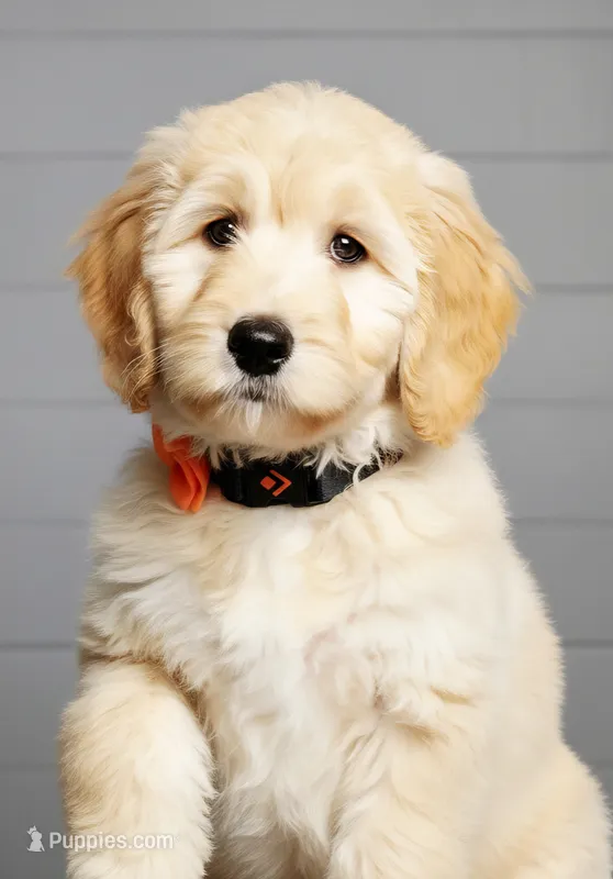 Wally walnut – Labradoodle, Australian Labradoodle puppy for sale in Anaheim, CA