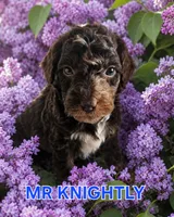 Mr Knightley from Jane Austen litter, a male Labradoodle and Australian Labradoodle for sale in Wrightwood, CA – 3 of 3