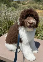 Coming JUNE 2026, a  Labradoodle and Australian Labradoodle for sale in Anaheim, CA – 9 of 10