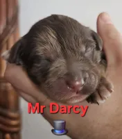 Mr DARCY from the Jane Austen litter, a male Labradoodle and Australian Labradoodle for sale in Wrightwood, CA – 2 of 7