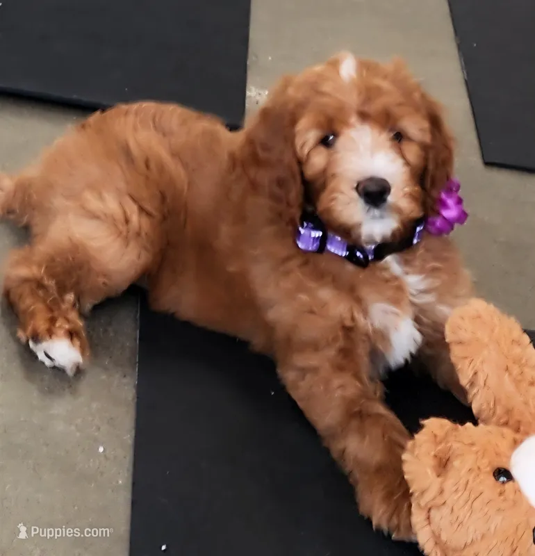 Red delicious  – Labradoodle puppy for sale in Wrightwood, CA