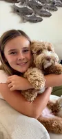 Coming JUNE 2026, a  Labradoodle and Australian Labradoodle for sale in Anaheim, CA – 3 of 10