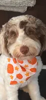 Coming JUNE 2026, a  Labradoodle and Australian Labradoodle for sale in Anaheim, CA – 5 of 10