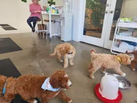 Gram Craker, a male Labradoodle for sale in Wrightwood, CA – 7 of 7