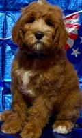 Red delicious , a male Labradoodle for sale in Anaheim, CA – 3 of 8