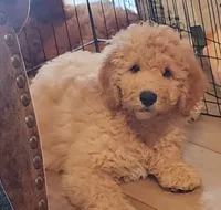 Gram Craker, a male Labradoodle and Australian Labradoodle for sale in Anaheim, CA – 2 of 10