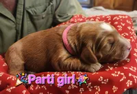 Party girl, a female Labradoodle and Australian Labradoodle for sale in Wrightwood, CA – 5 of 8