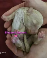 Elizabeth Benny from the Jane Austen Litter, a female Labradoodle and Australian Labradoodle for sale in Wrightwood, CA – 2 of 6