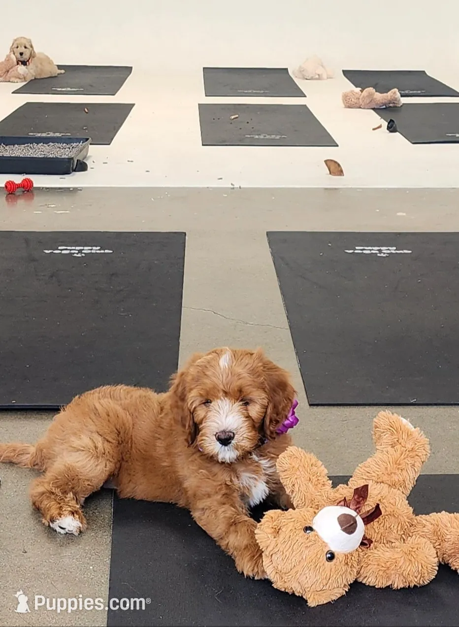 Red delicious , a male Labradoodle for sale in Wrightwood, CA – 2 of 5