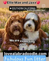 Coming JUNE 2026, a  Labradoodle and Australian Labradoodle for sale in Anaheim, CA – 7 of 10