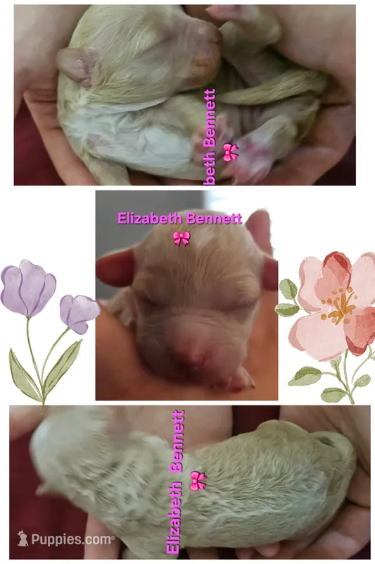Elizabeth Benny from the Jane Austen Litter – Labradoodle, Australian Labradoodle puppy for sale in Wrightwood, CA