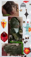 Mr Knightley from Jane Austen litter, a male Labradoodle and Australian Labradoodle for sale in Wrightwood, CA – 1 of 7