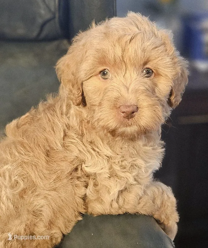 Captain Wentworth from jane Austen litter – Labradoodle, Australian Labradoodle puppy for sale in Wrightwood, CA