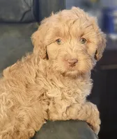 Captain Wentworth from jane Austen litter, a male Labradoodle and Australian Labradoodle for sale in Wrightwood, CA – 1 of 10