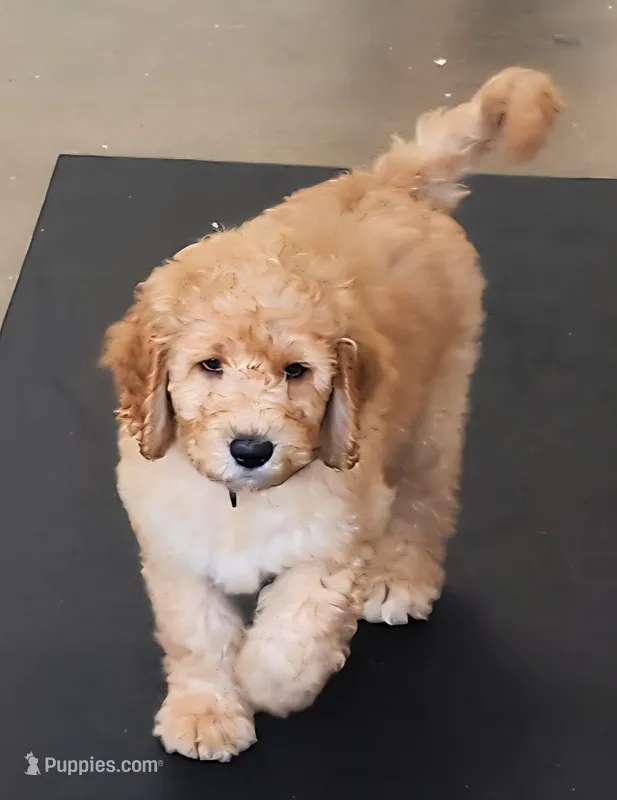 Gram Craker – Labradoodle puppy for sale in Wrightwood, CA