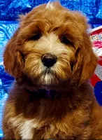 Red delicious , a male Labradoodle for sale in Anaheim, CA – 2 of 8