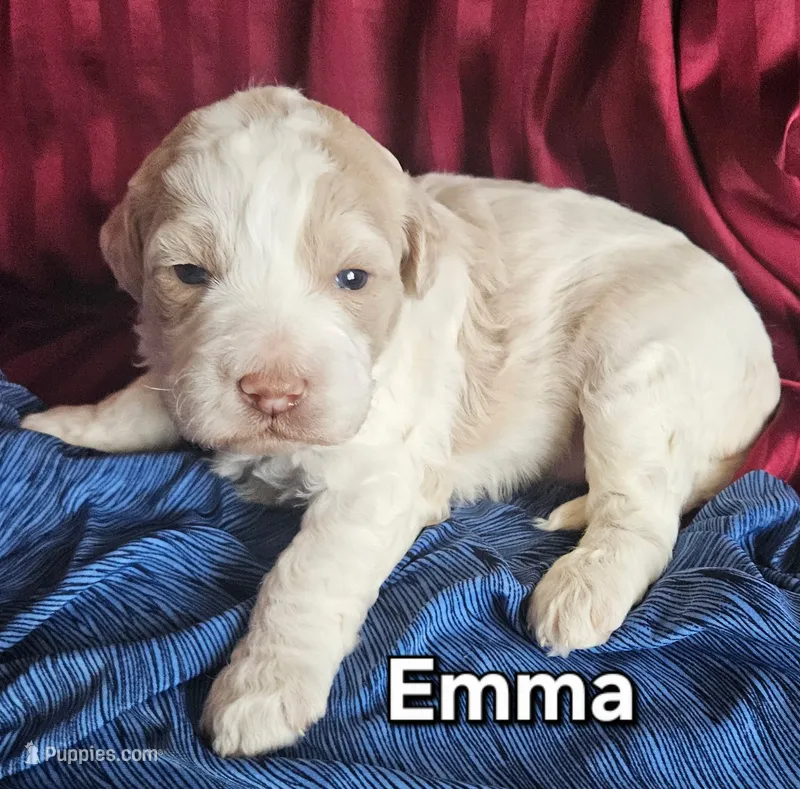 Emma from jane Austun litter – Labradoodle, Australian Labradoodle puppy for sale in Wrightwood, CA