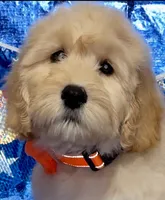 Wally walnut, a male Labradoodle and Australian Labradoodle for sale in Anaheim, CA – 2 of 4