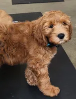 Honey Crisp, a male Labradoodle for sale in Wrightwood, CA – 2 of 7