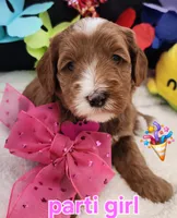 Party girl, a female Labradoodle and Australian Labradoodle for sale in Wrightwood, CA – 1 of 8