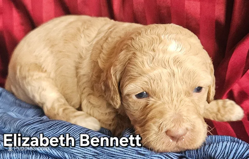 Elizabeth Bennett from the Jane Austen Litter – Labradoodle, Australian Labradoodle puppy for sale in Wrightwood, CA