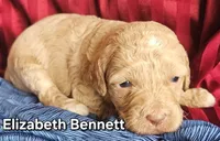 Elizabeth Bennett from the Jane Austen Litter, a female Labradoodle and Australian Labradoodle for sale in Wrightwood, CA – 1 of 7