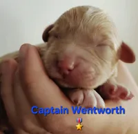 Captain Wentworth from jane Austen litter, a male Labradoodle and Australian Labradoodle for sale in Wrightwood, CA – 2 of 7